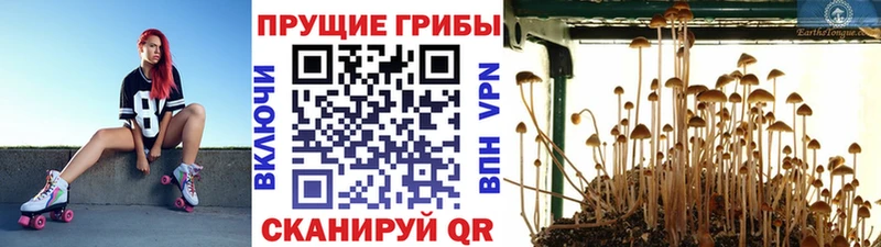 Галлюциногенные грибы Psilocybine cubensis  блэк спрут   Выкса 